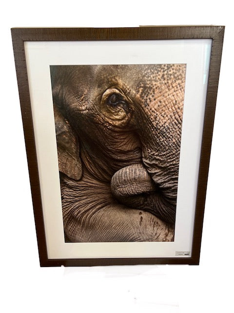 "Boun Maa" Elephant framed Print