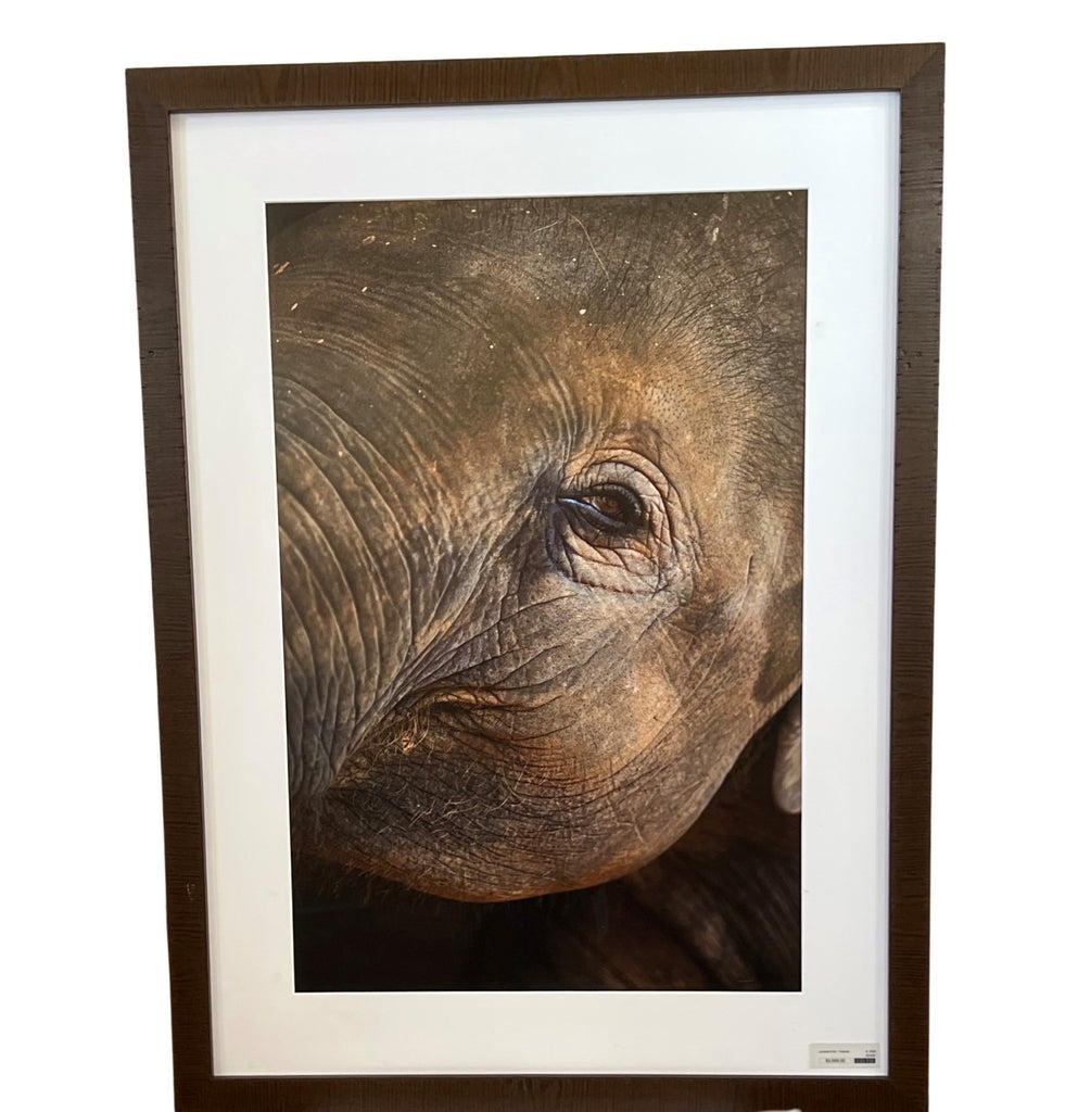 "Lynchee" Elephant framed Print