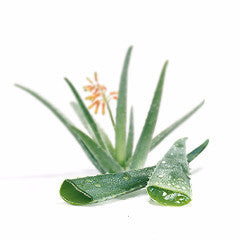 Thai Glycerin Soap - Aloe Vera