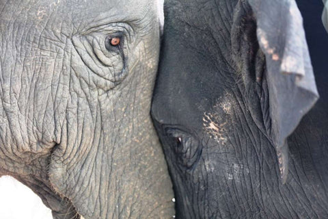 Two polo elephants rub heads during the 2016 Elephant Story Invitational Tournament in Thailand in June.